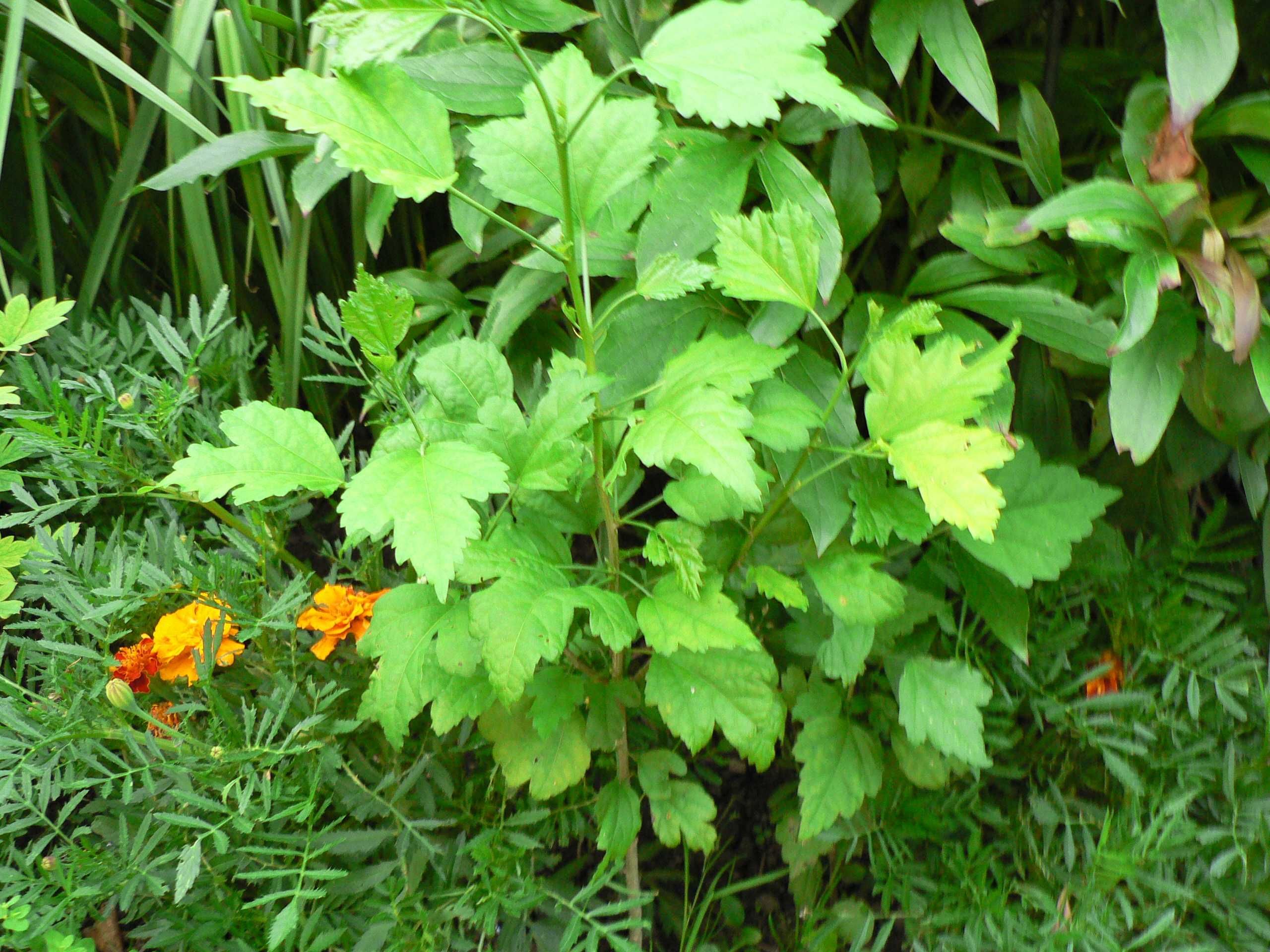 Hibiskus różowy i biały