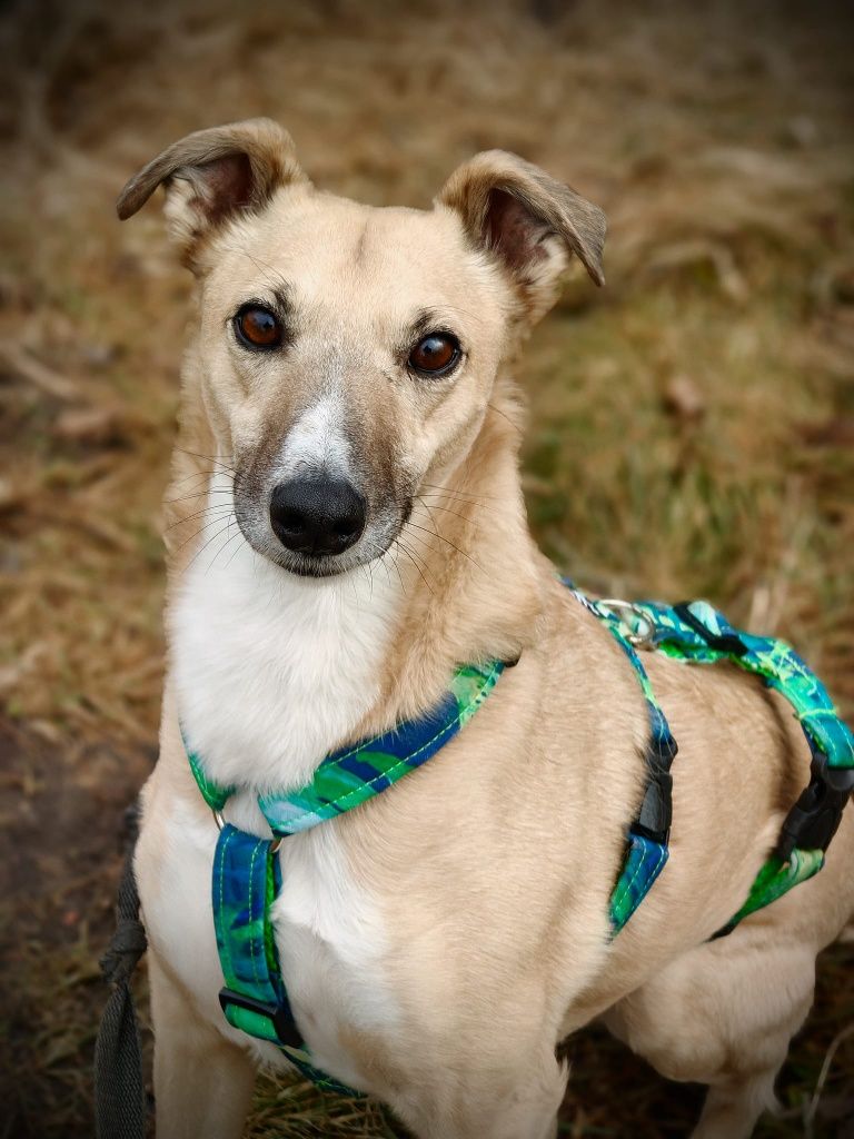 Charcik czeka na adopcję