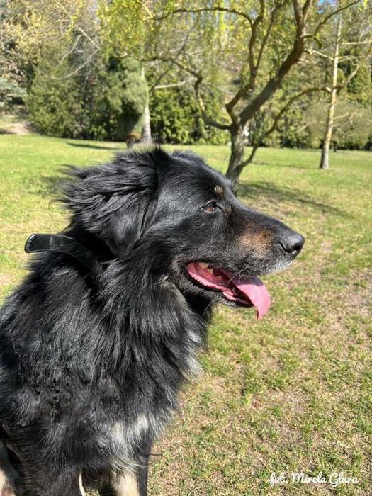 Jay - towarzyski i oddany przytulas szuka nowego domu - 647/24