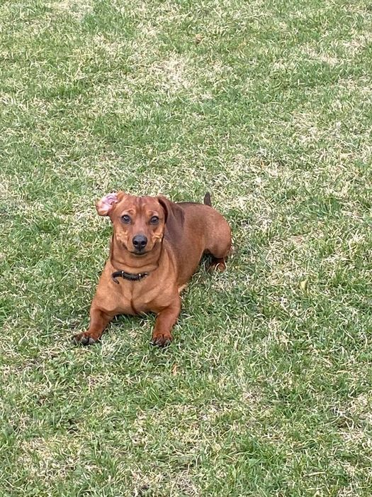 Шукаю дівчинку таксу Ірпінь