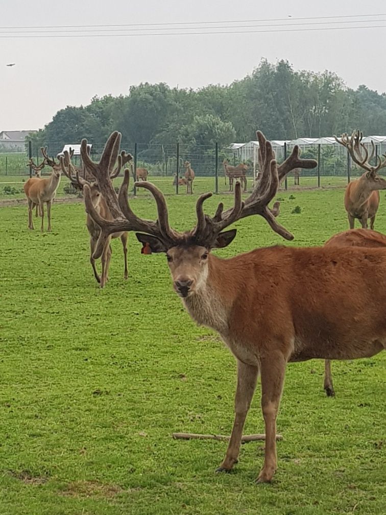 Zwierzęta jelenie