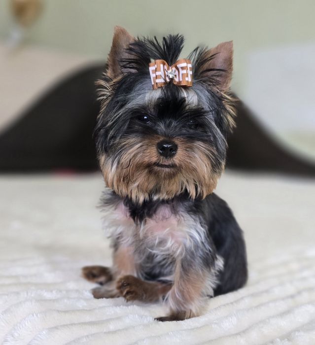 Справжній міні йорк