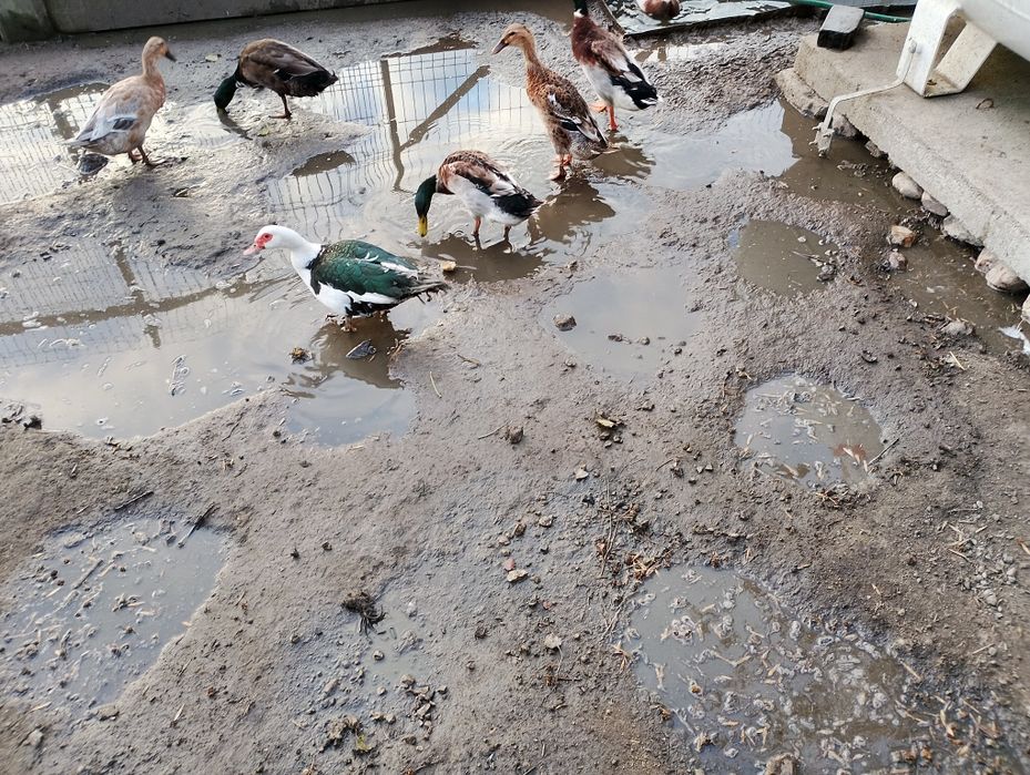 Kaczki biegusy i zwykłe