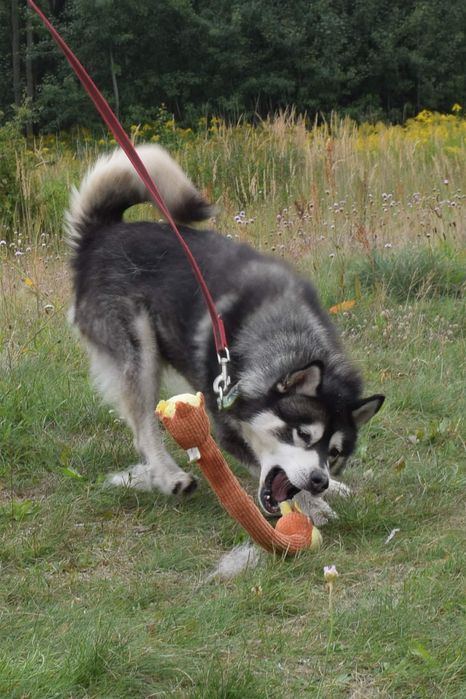 Husky szuka nowego domu