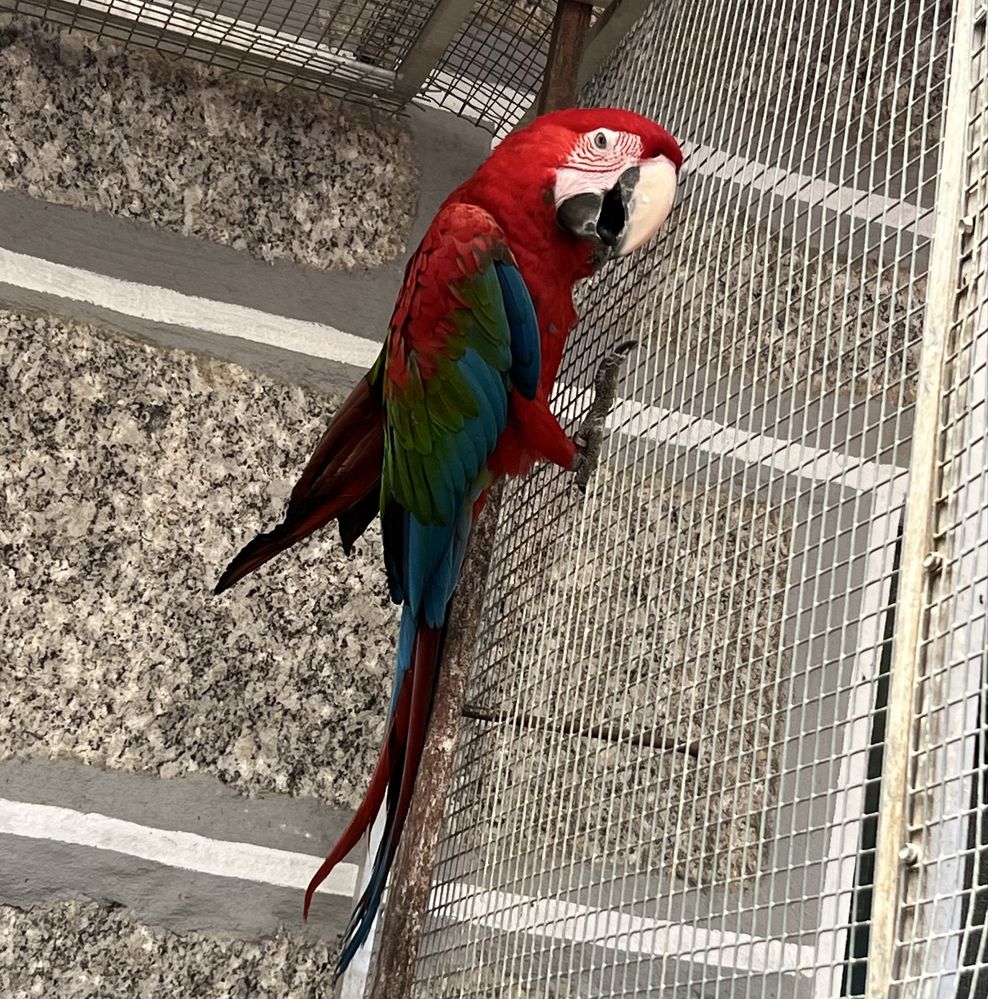 Arara Chloroptera