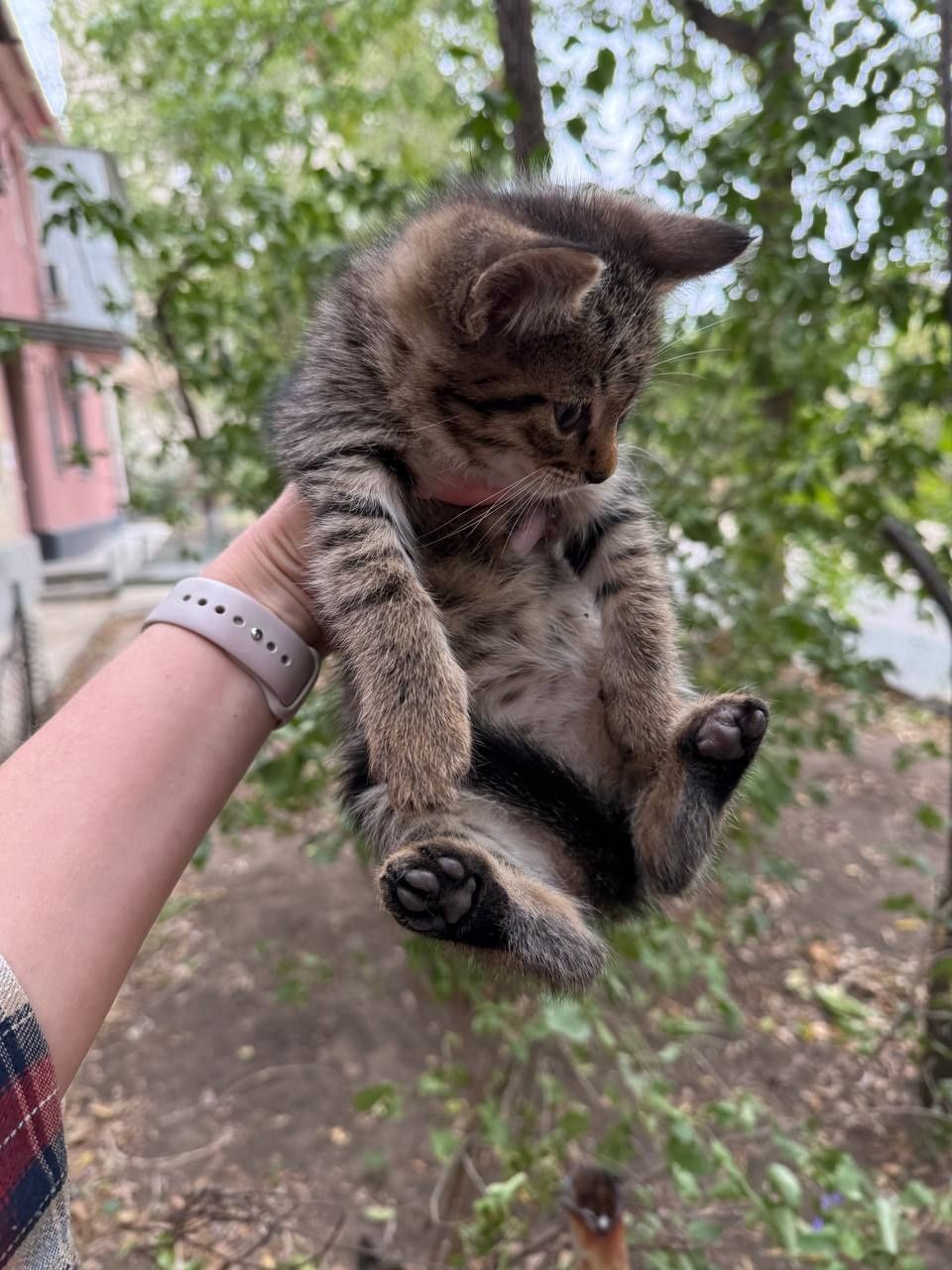 Котята обработаны от паразитов