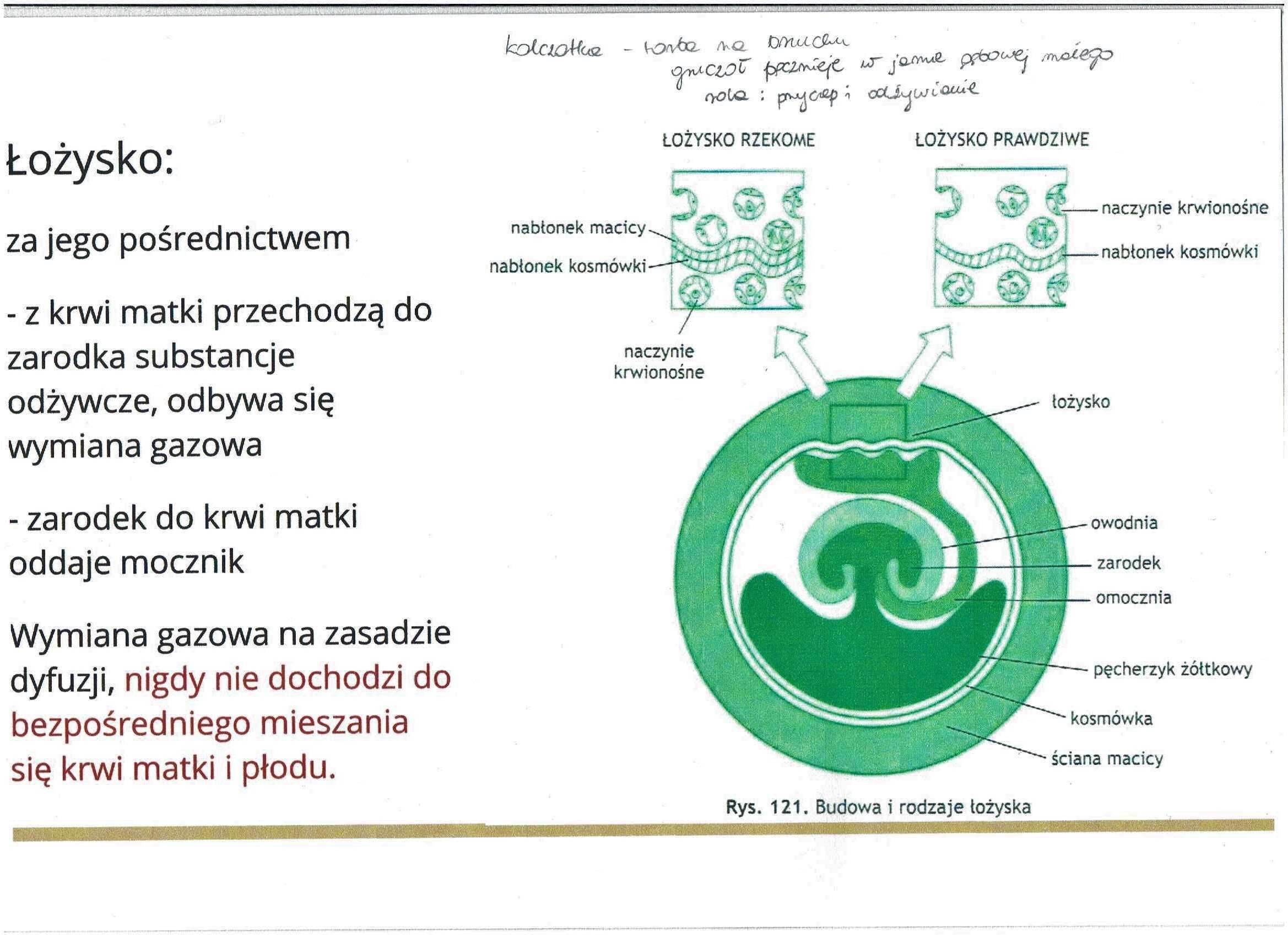 Notatki z biologii do studentki weterynarii