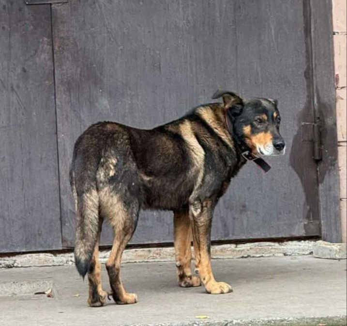 Замечена собака в ошейнике Бородинский