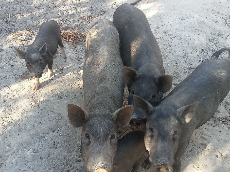 Porcos vietnamitas