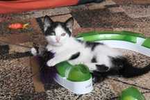 Śliczna, 2,5miesięczna koteczka Lea do adopcji!