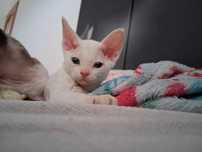 Devon rex, biała koteczka, super charakter, FPL