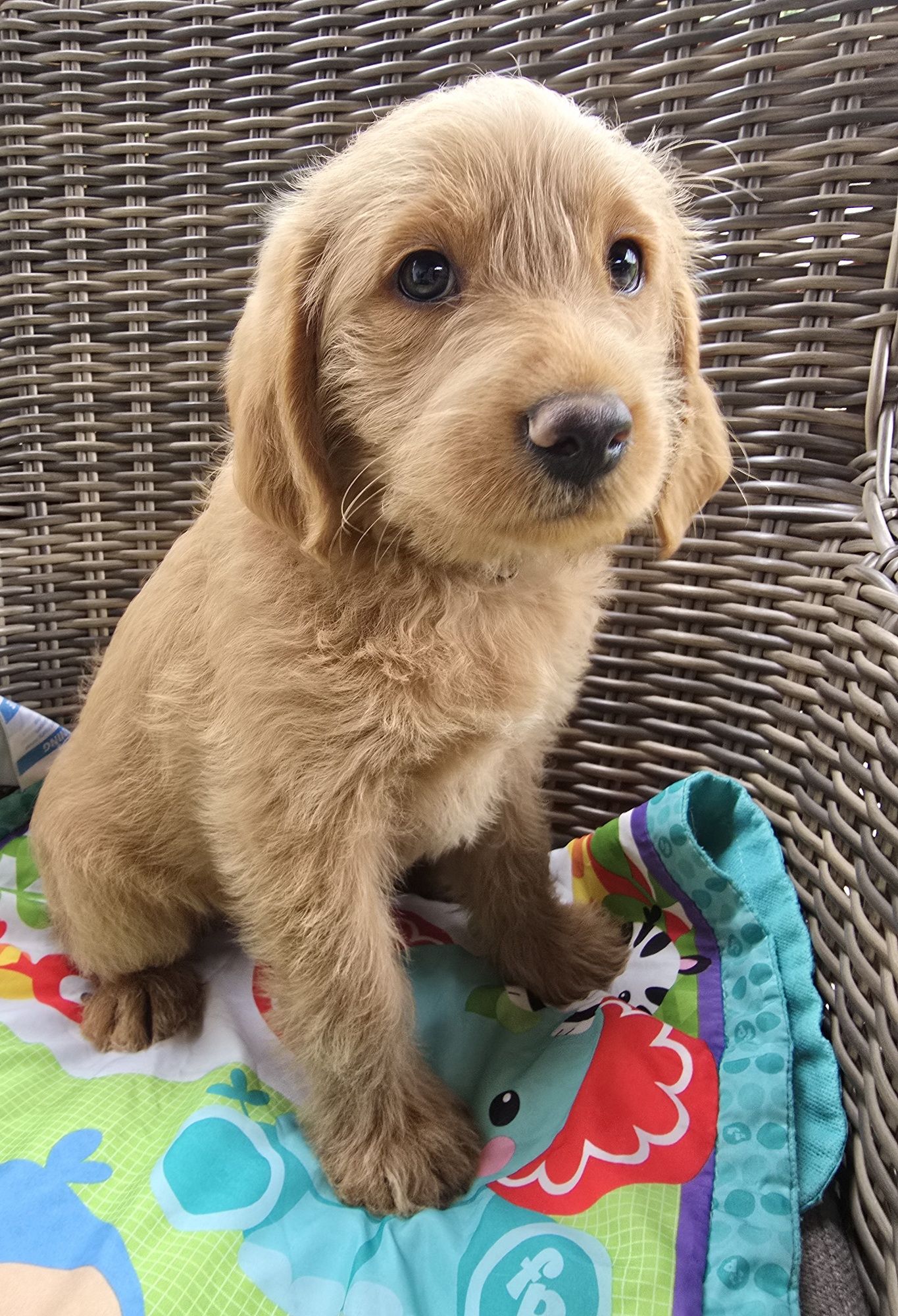 Labradoodle f1 labrador/pudel /goldendoodle