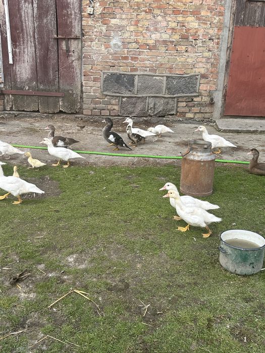 Kaczki do dalszego chowu lub juz dorosle pekinki kaczory krew tuszki