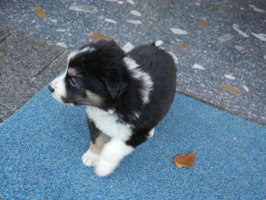 Border Collie chłopak