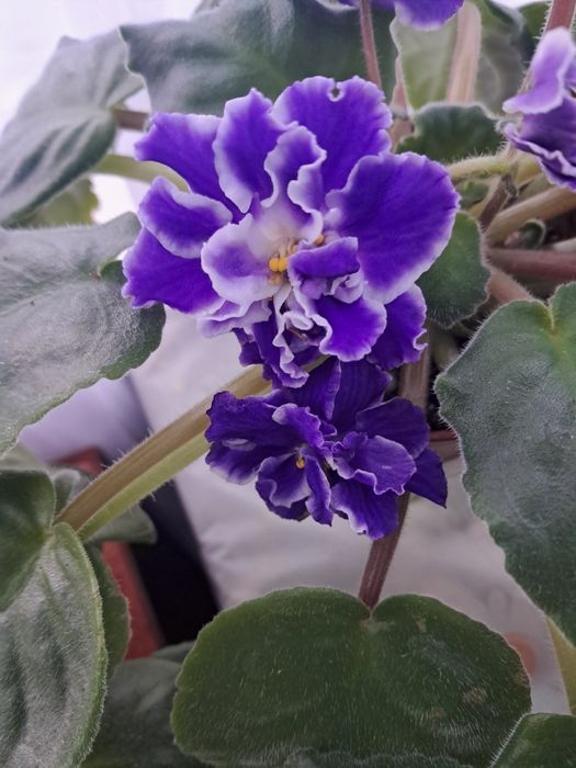 Фіалки дорослі сортові