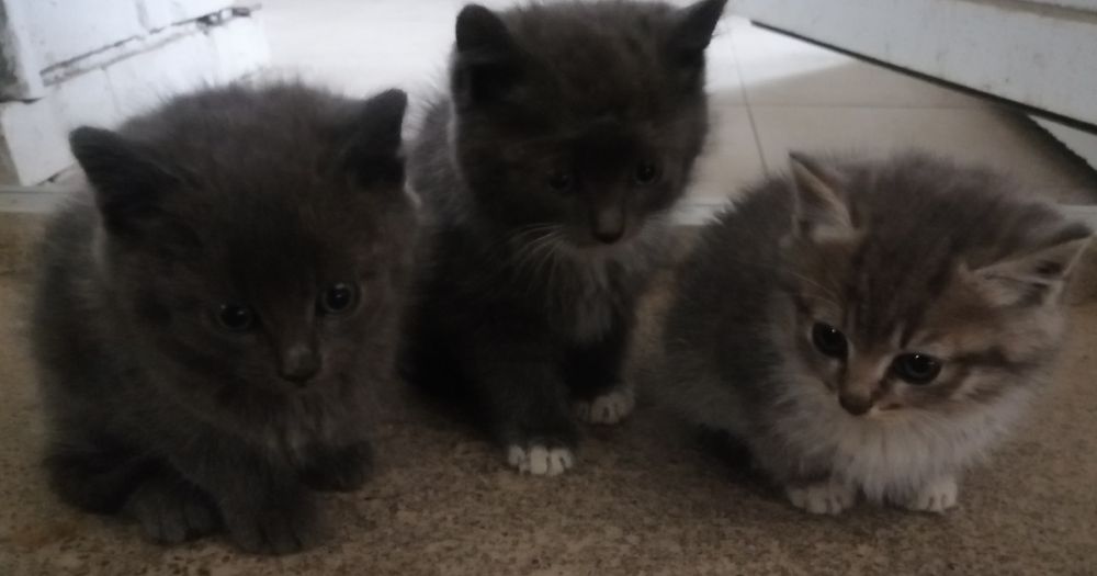 Охоронці домашнього затишку