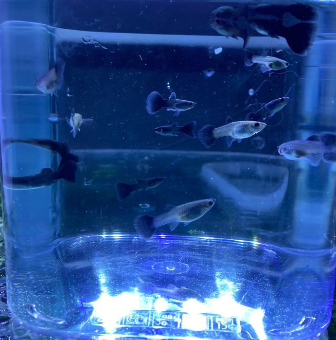 Gupik Moskiewski Czarny