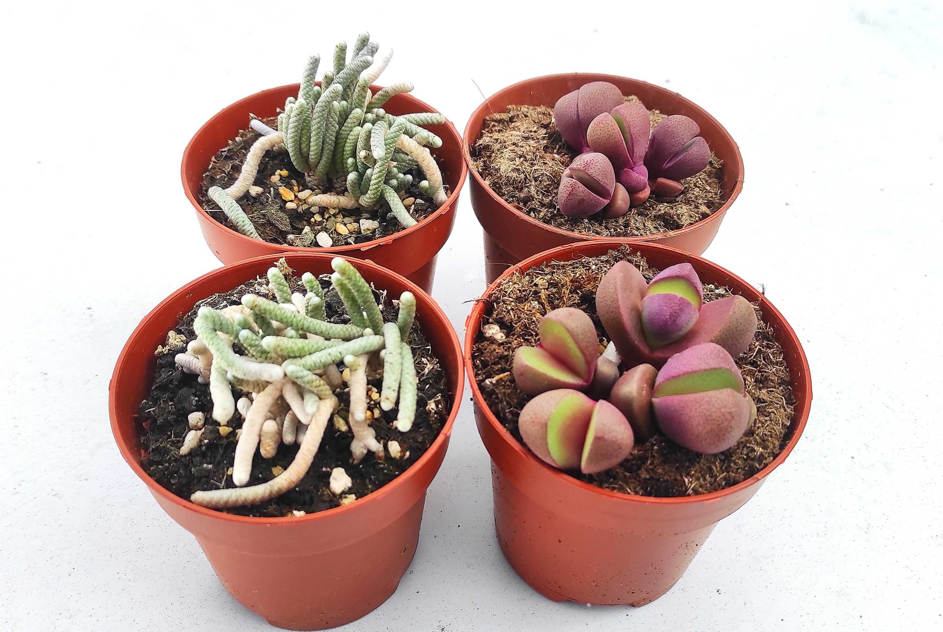 Suculentas e cactos raros de colecção - em vaso