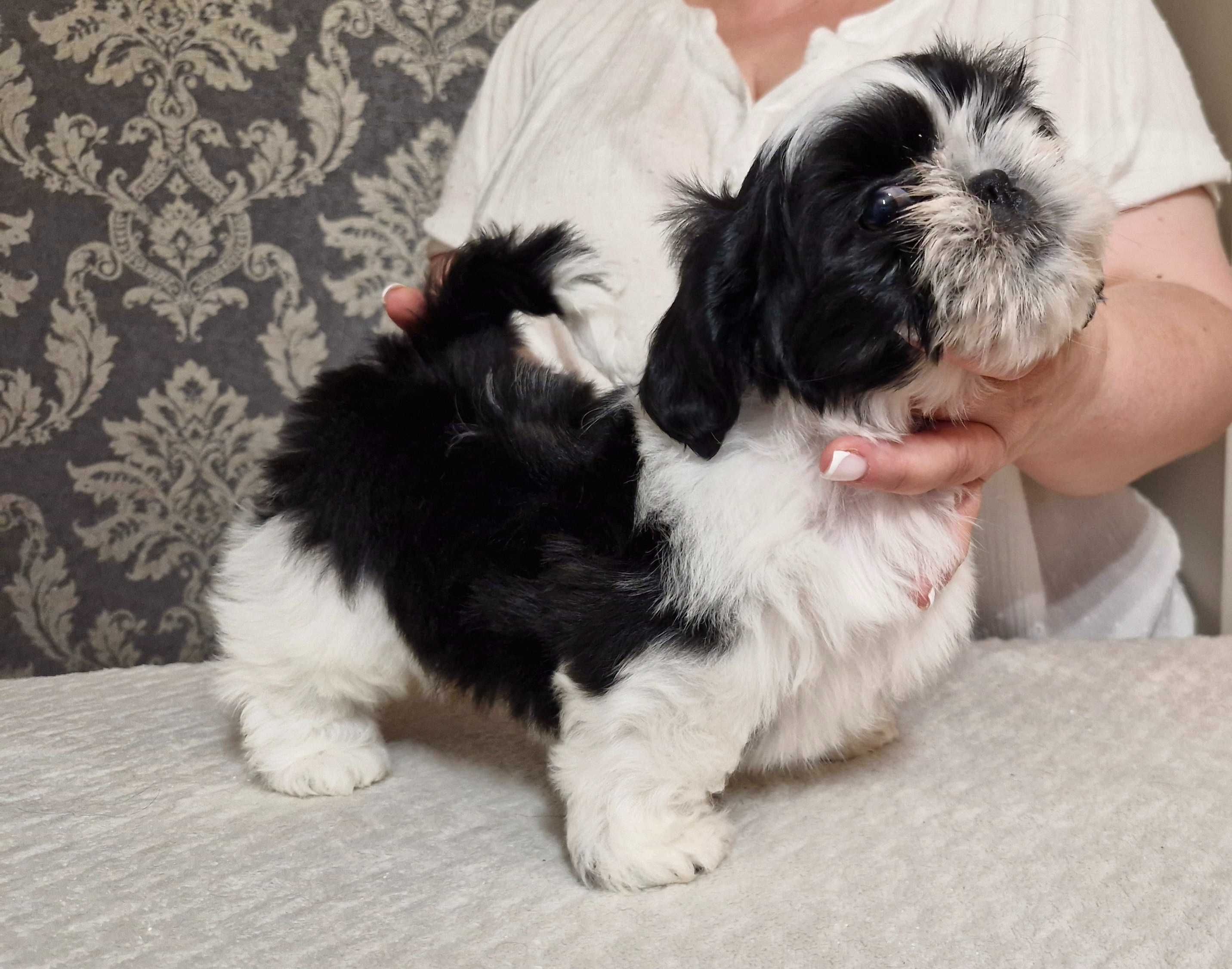 Śliczny chłopczyk  Shih Tzu ZKwP(FCI)