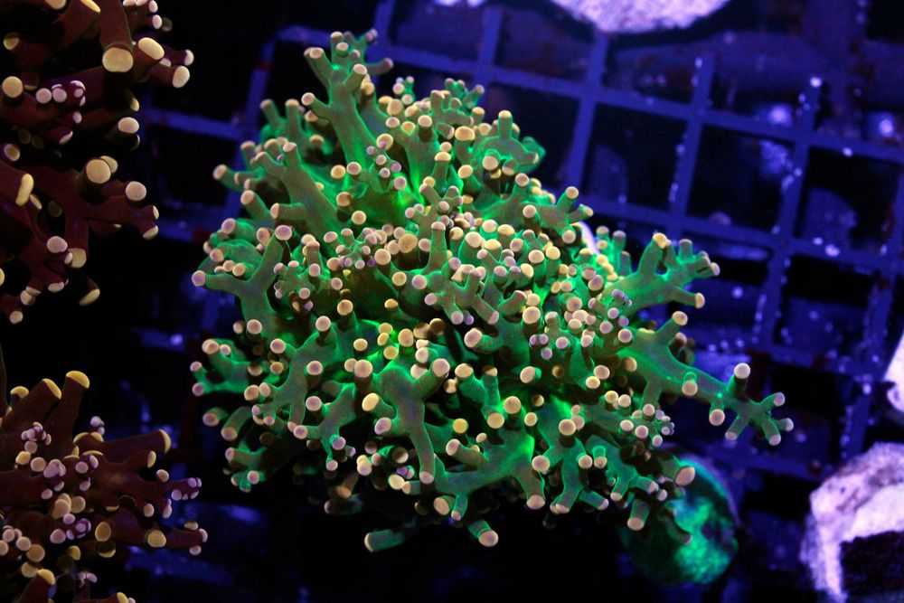 Euphyllia Paradivisa Green Yelow Tip Duże Głowy FLUOLAMPS.PL WYSYLKI
