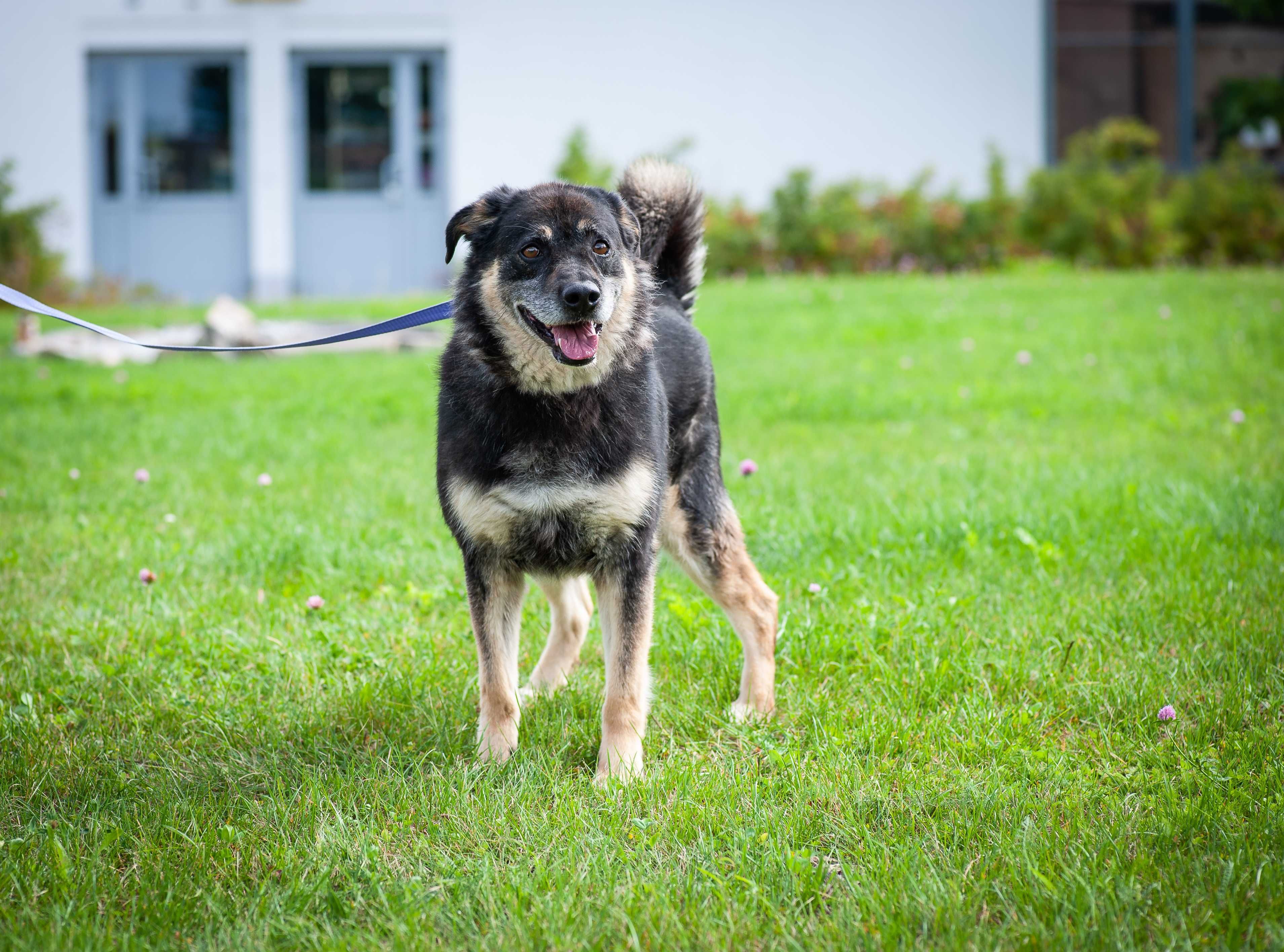 ROCKY-adoptuj psa z Lubelskiego schroniska