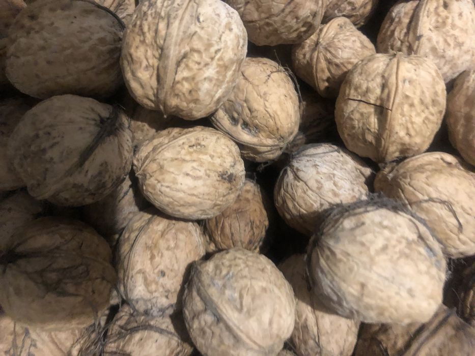 Продам горіхи урожай 2025 рік