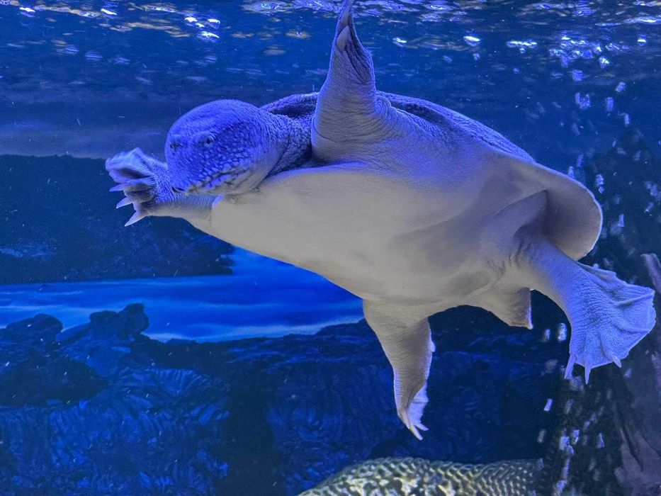 Tartaruga Pelodiscus Sinensis)