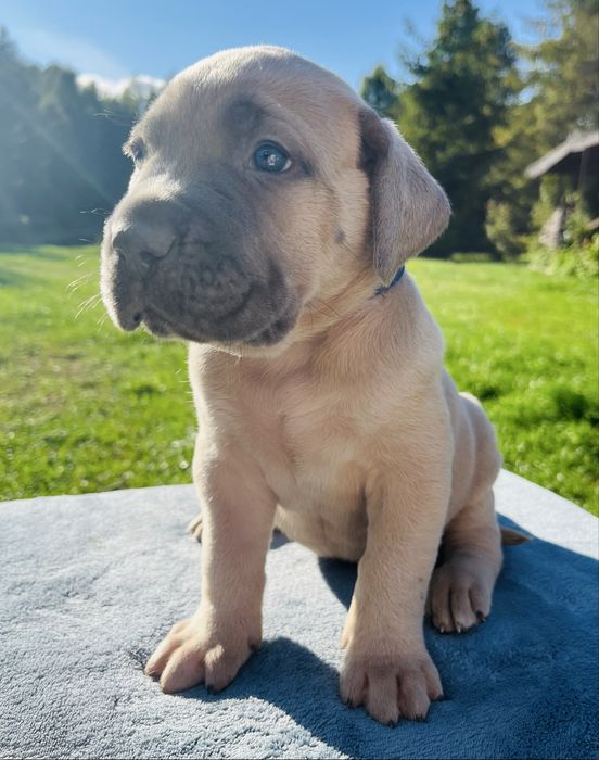 Puma Nero Cane Corso szczenie FCI po GRAND CHAMPIONIE