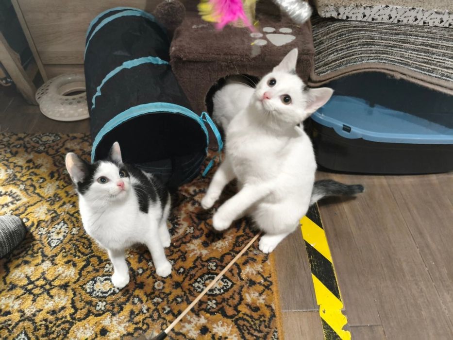 Spójrz w te oczy i podaruj dom. Wspaniałe koty czekają na Ciebie!