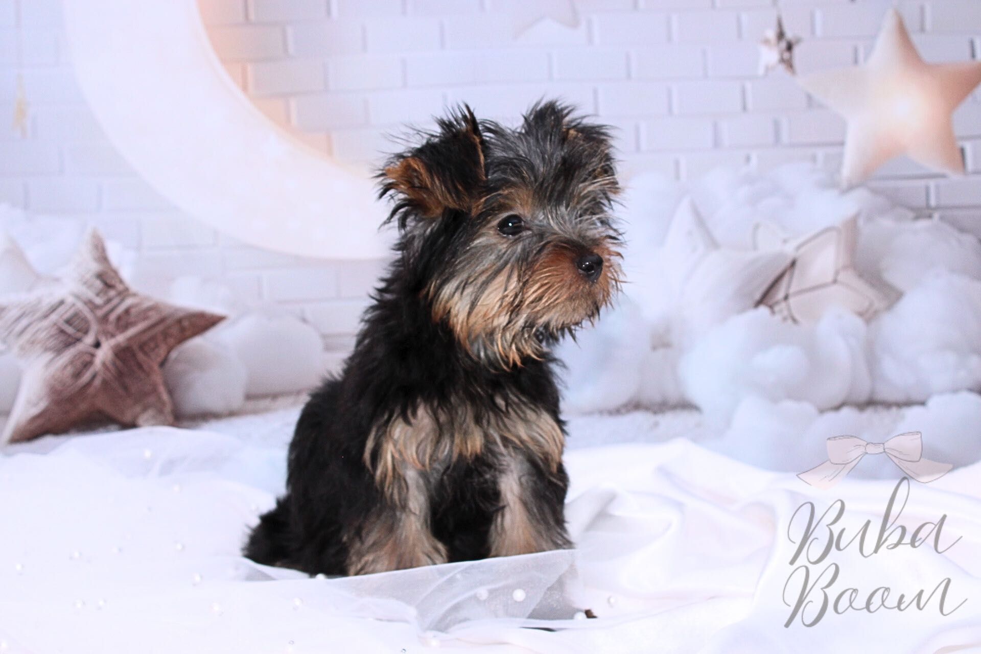 Yorkshire Terrier Rodowodowy