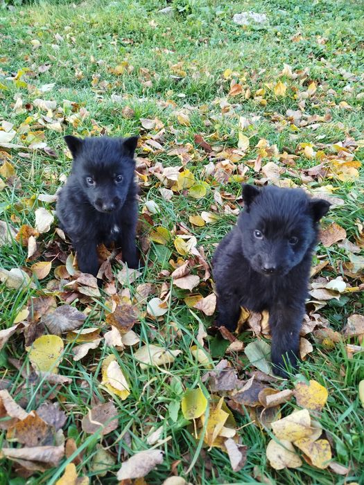 Продаються цуцики Бельгійська вівчарка