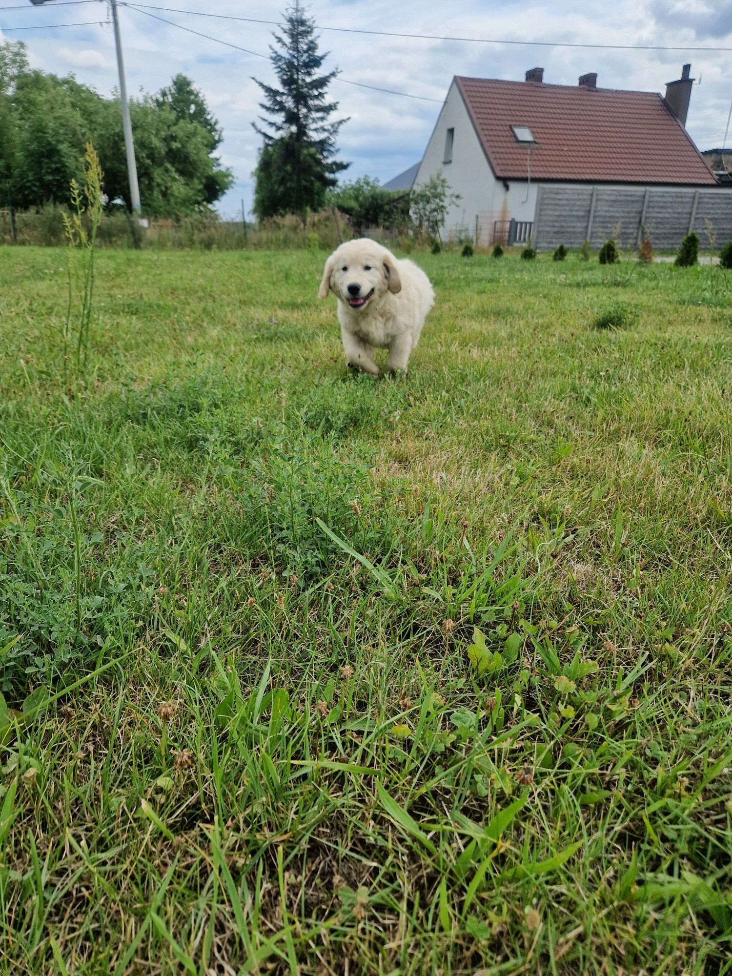 Samiec szczeniak golden retriever