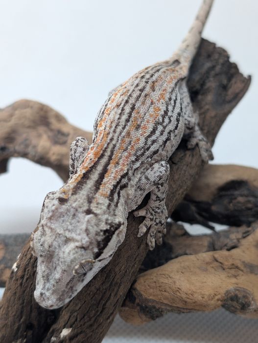 Gekon z Nowej Kaledonii samica