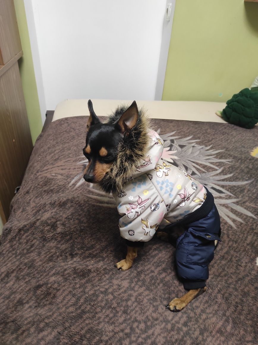 Той тер'єр. В'язка.