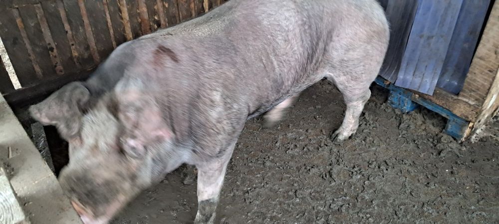 Продам кнура породи дюрок