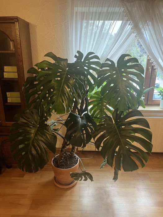 Kwiat monstera deliciosa ok.150cm