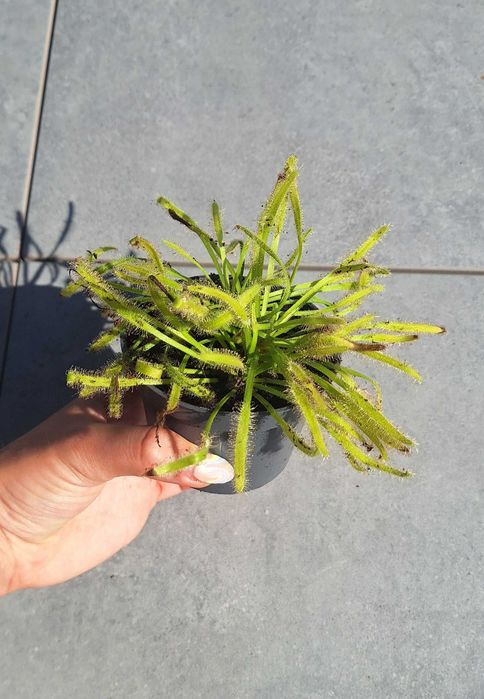 Owadożerna rosiczka drosera roślina