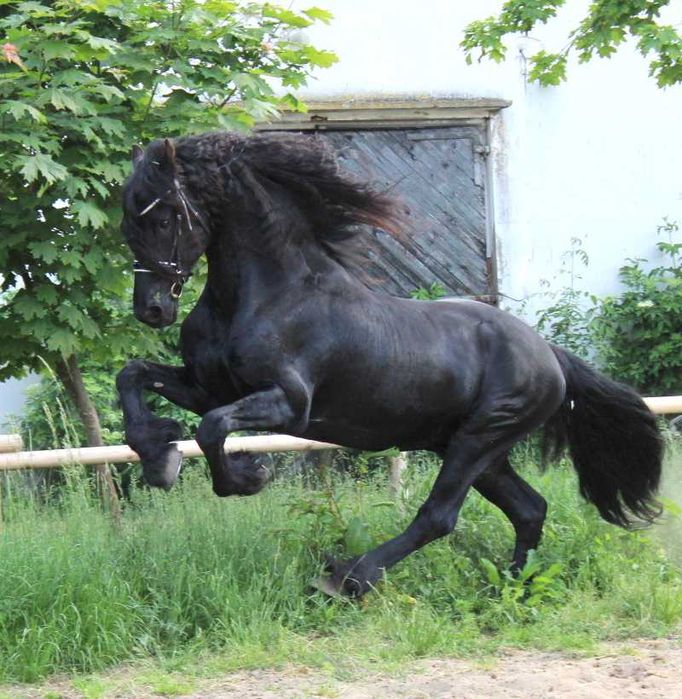 Klaczka fryzyjska Isadora S