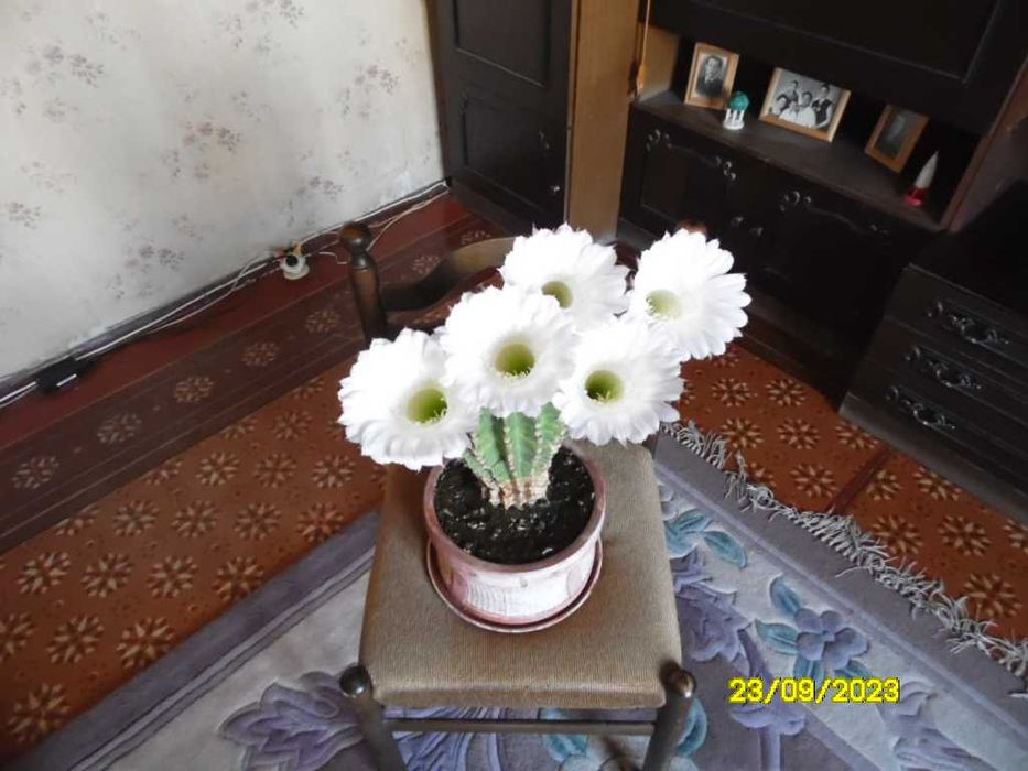 Кактус эхинопсис