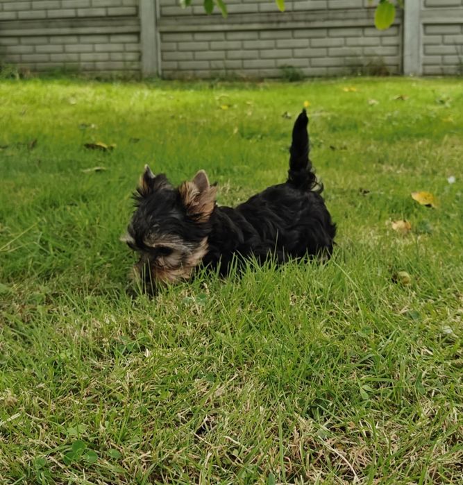 Yorkshire Terrier - suczka - ZKwP