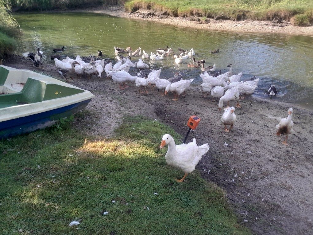 Gęsi białe i garbanose mlode z jajkiem legowym
