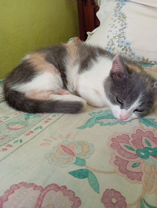 Кицька  Анжелка ( 2 місяці)