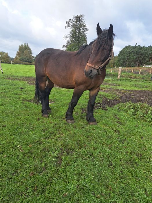 klacz zimnokrwista źrebna