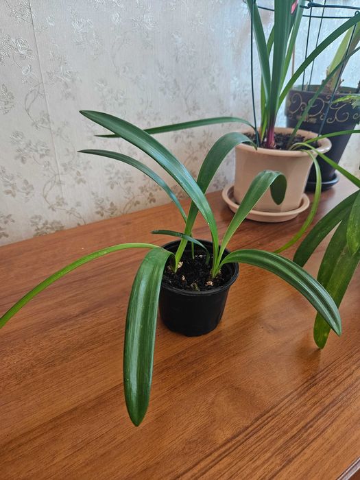 Sprzedam młode cebulki amarylisów w doniczkach.