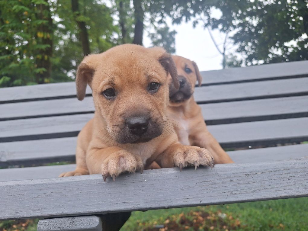 Oddam szczeniaki po buldogu francuskim