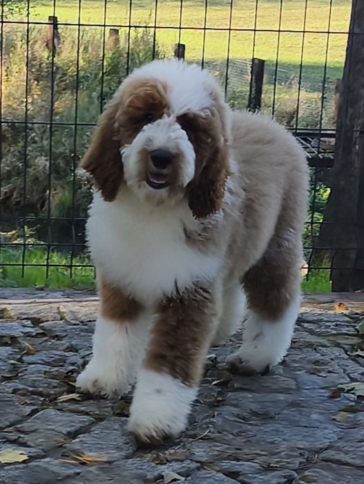 Piesek Pudel Standard Giant -królewski do odbioru