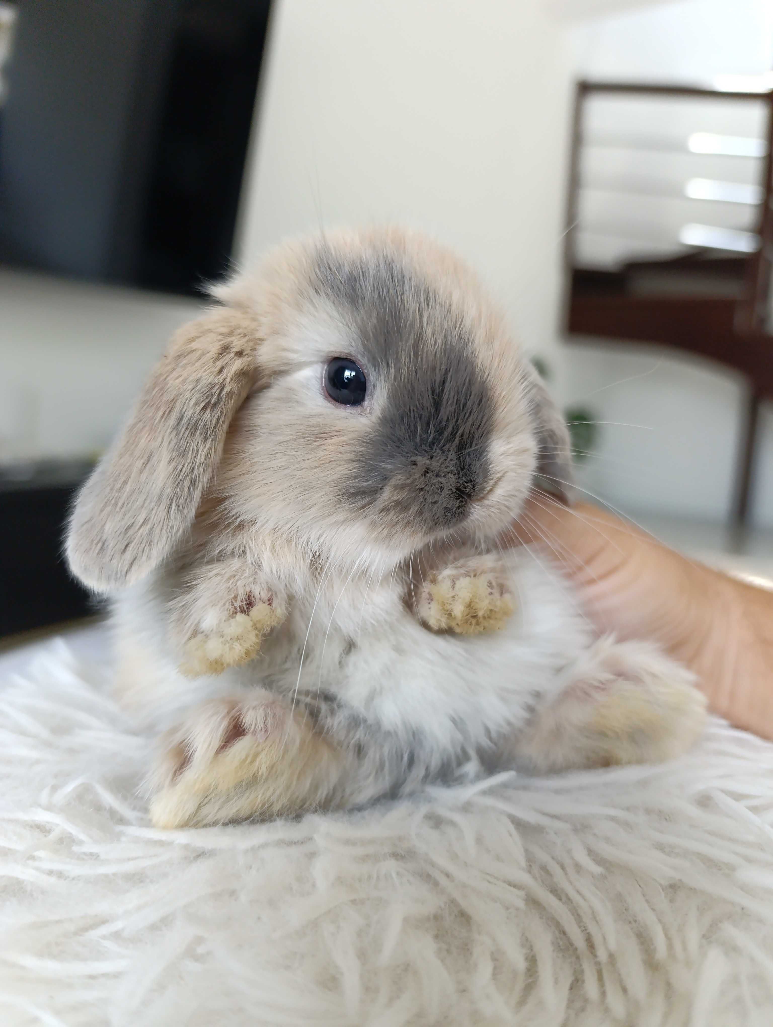 Mini lop karzełek Teddy hodowla zarejestrowana