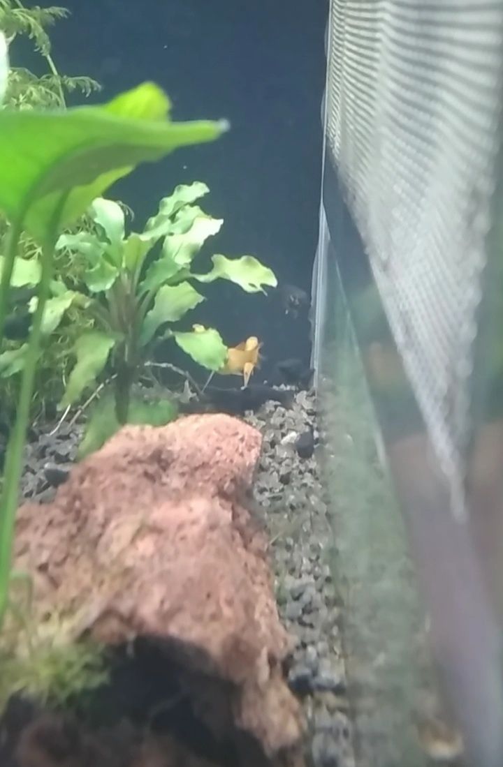 Vendo mollys negras e amarelas