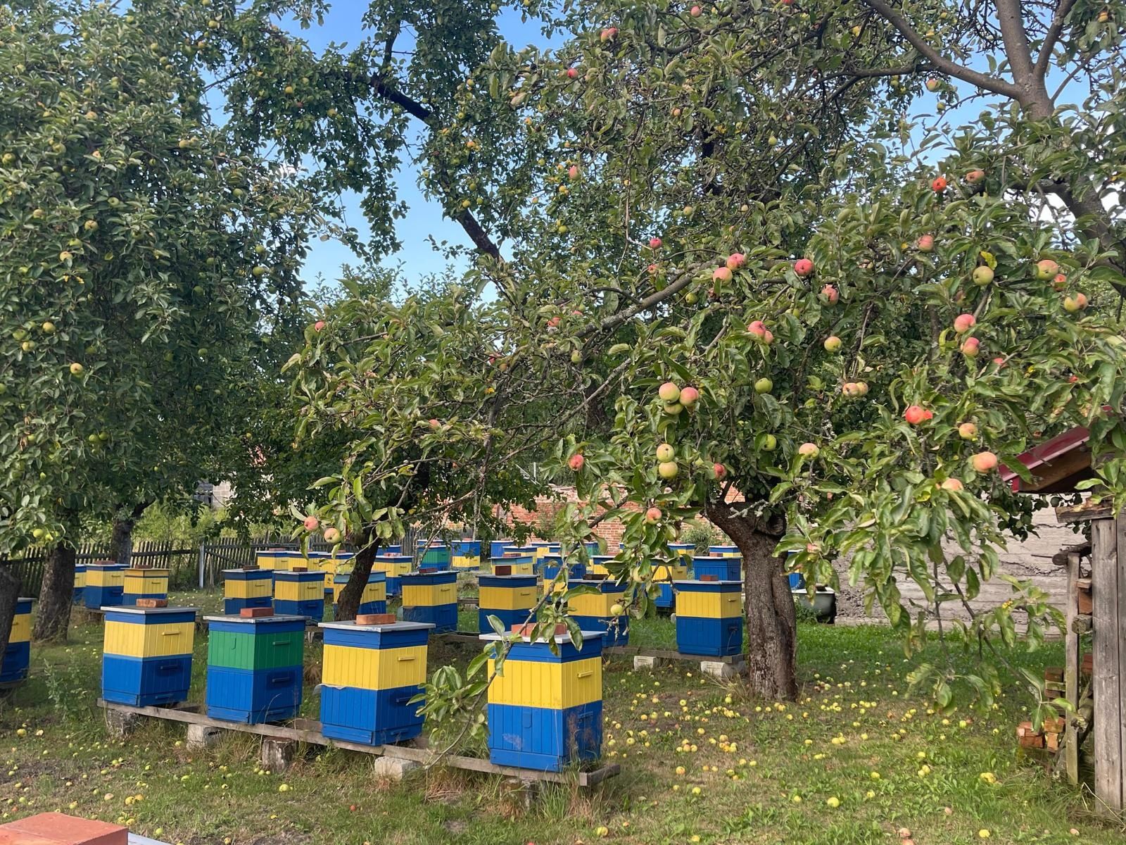 Silne Rodziny Pszczele - Sprzedam