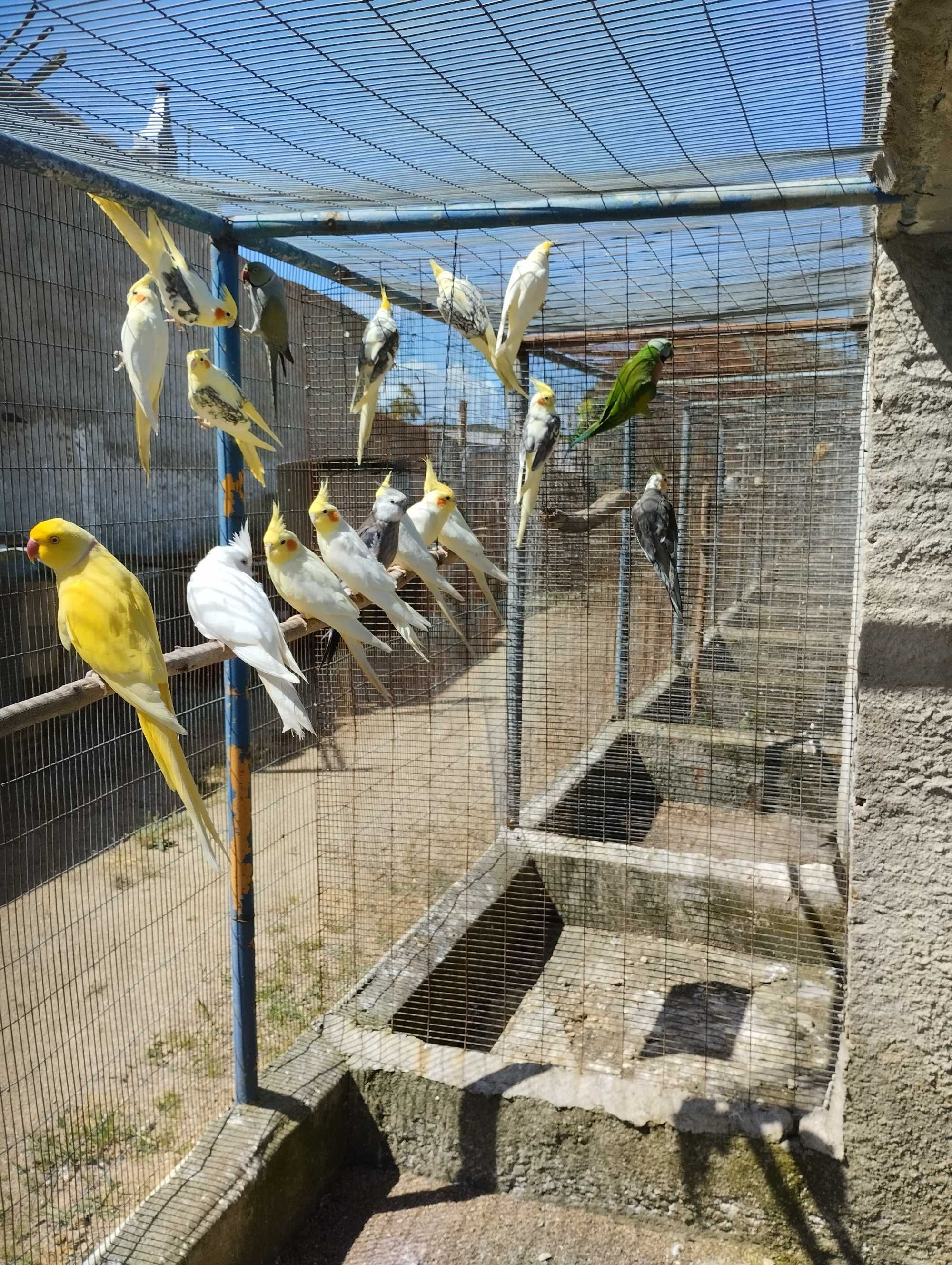 Várias aves adultas e novas